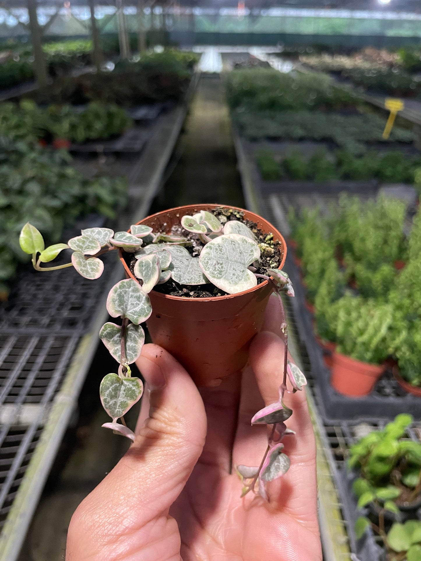 Variegated String of Hearts plant in a decorative pot on an elevated shelf