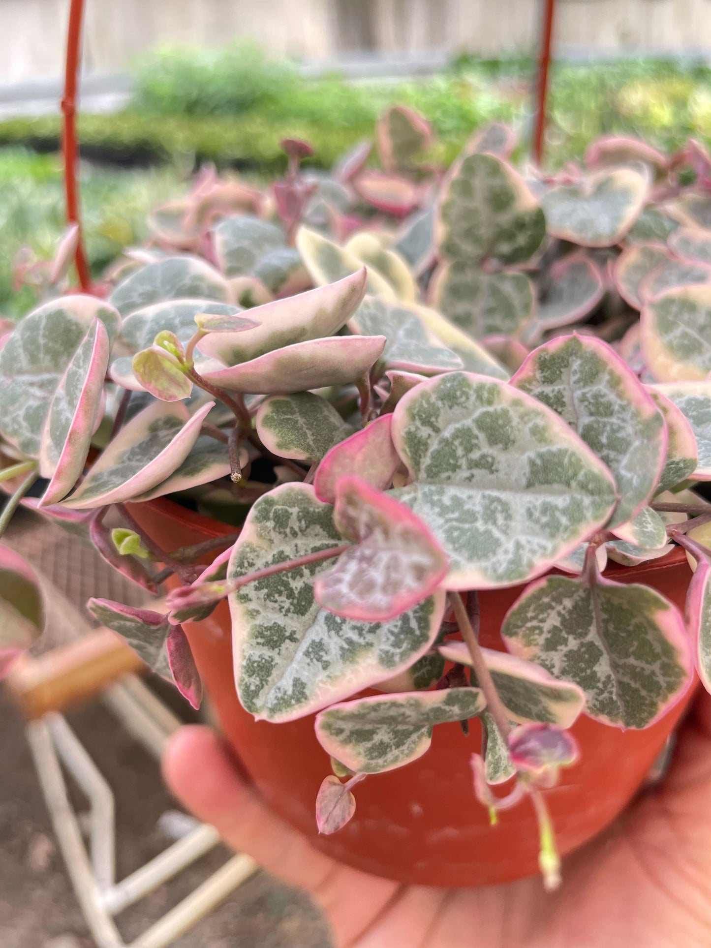 Long trailing vines of Variegated String of Hearts cascading from a hanging pot
