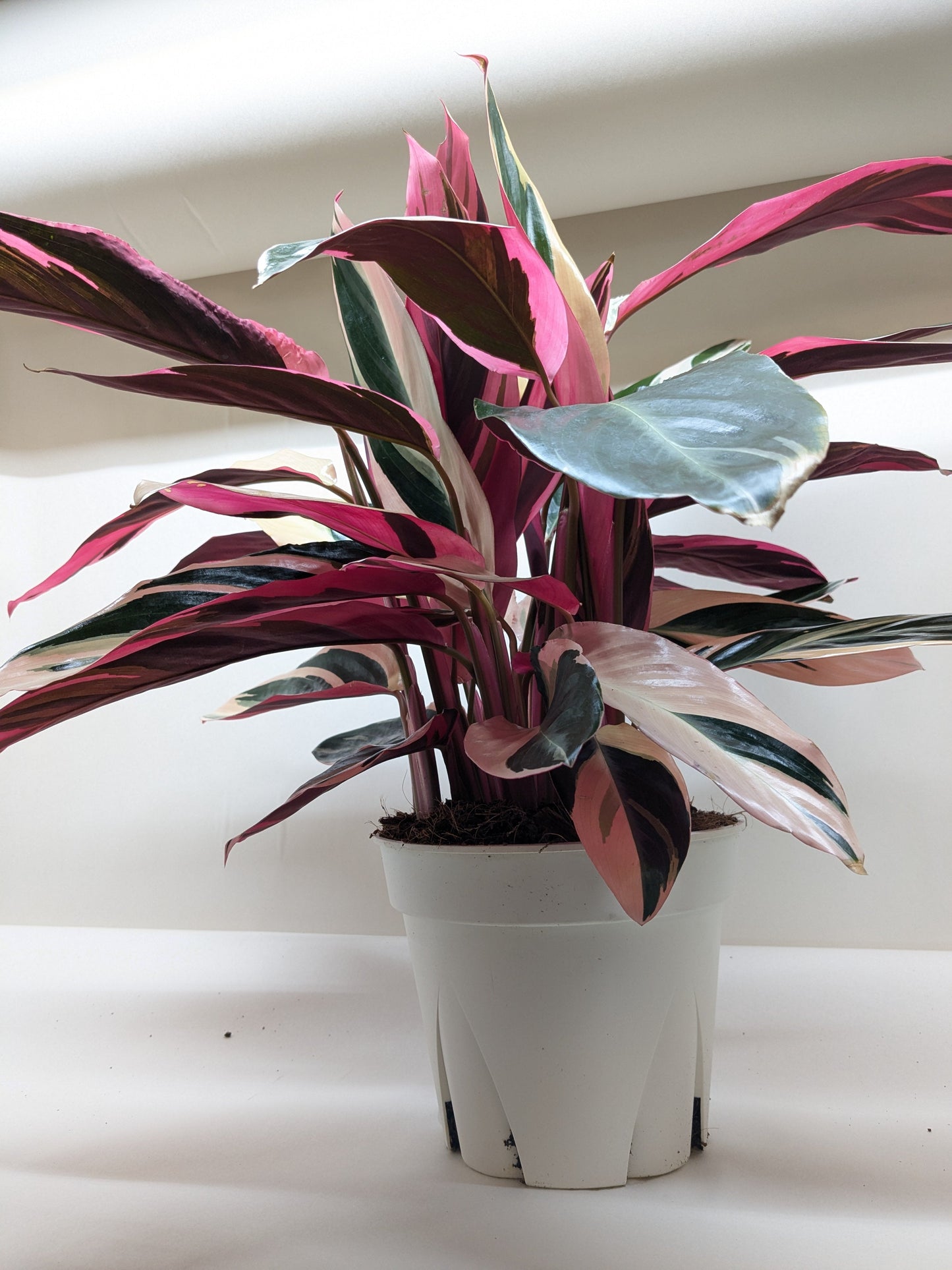Underside view of a Stromanthe Triostar leaf, revealing its striking magenta-pink coloration