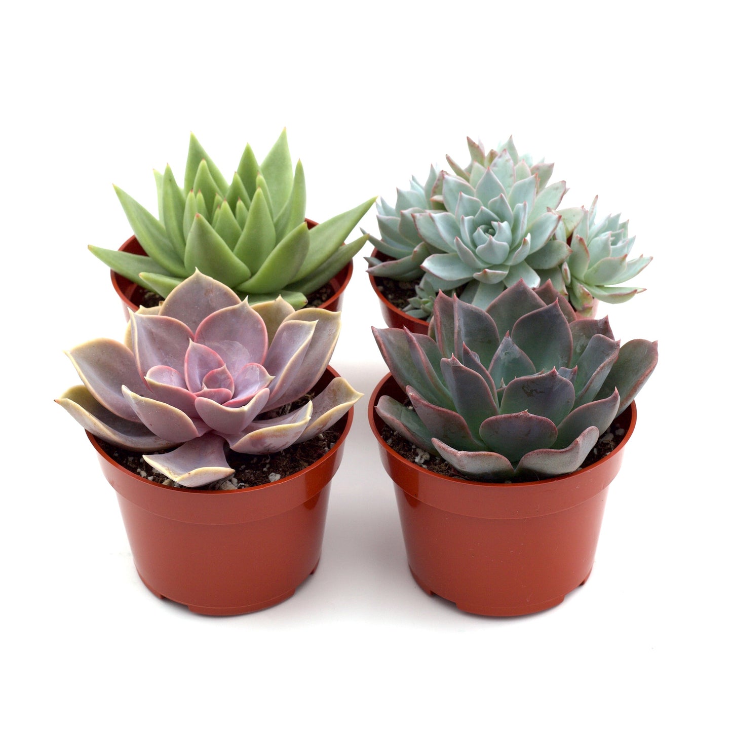 assortment of colorful succulents in 2-inch pots, showcasing diverse forms and textures