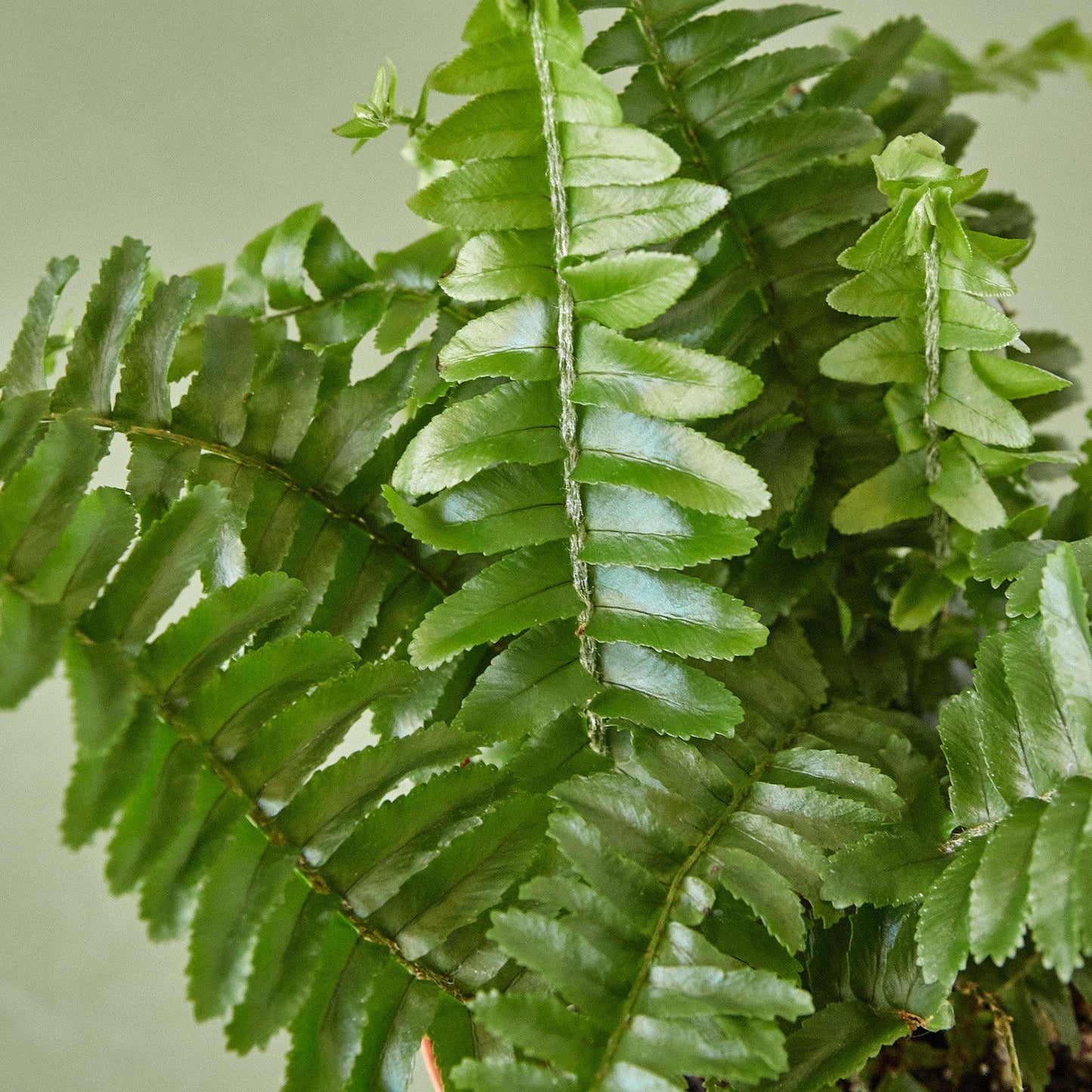 Jester's Crown Fern as a vibrant centerpiece on a living room table