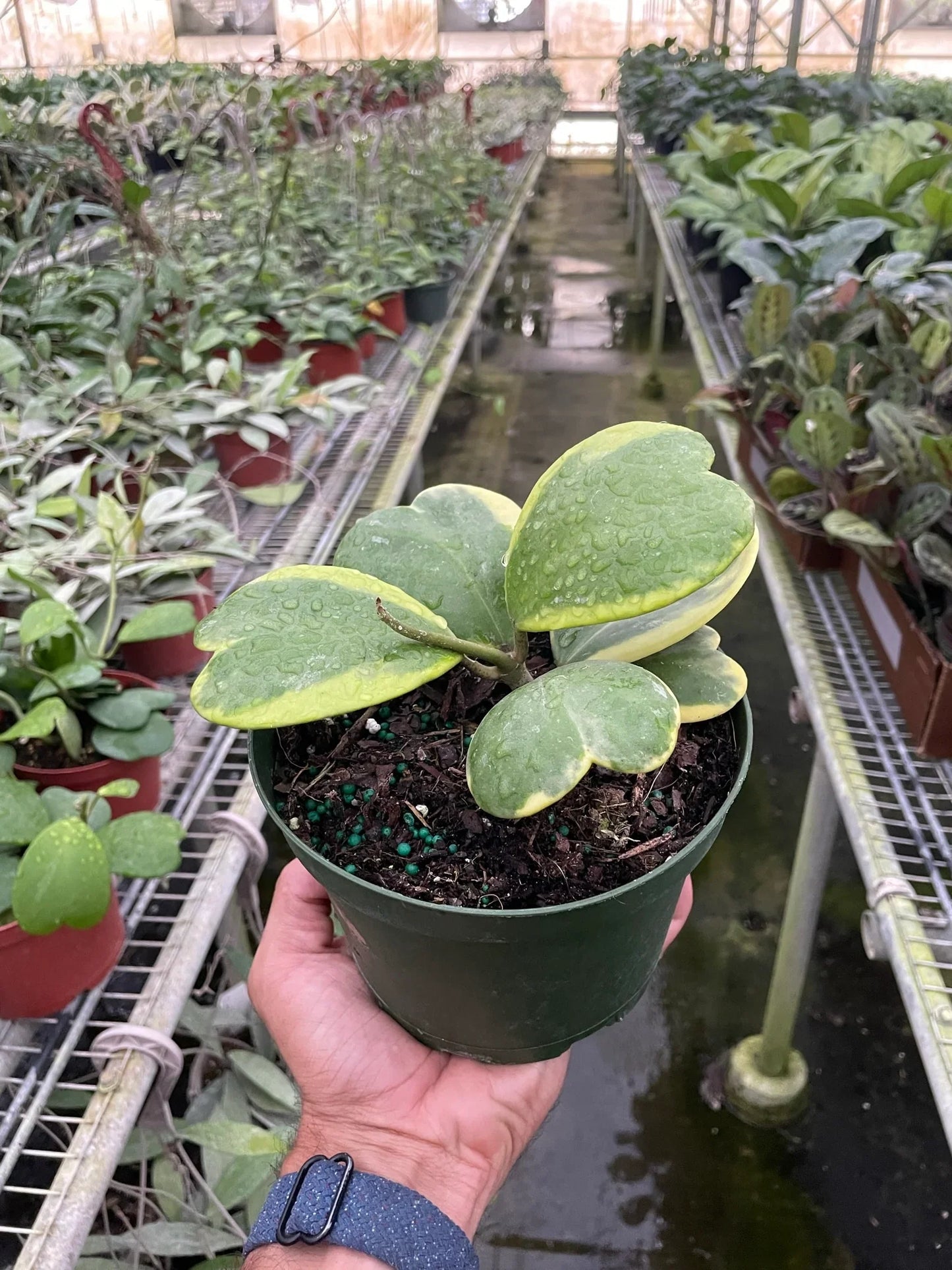 Single Hoya 'Sweetheart' leaf in a modern pot, perfect for minimalist home decor