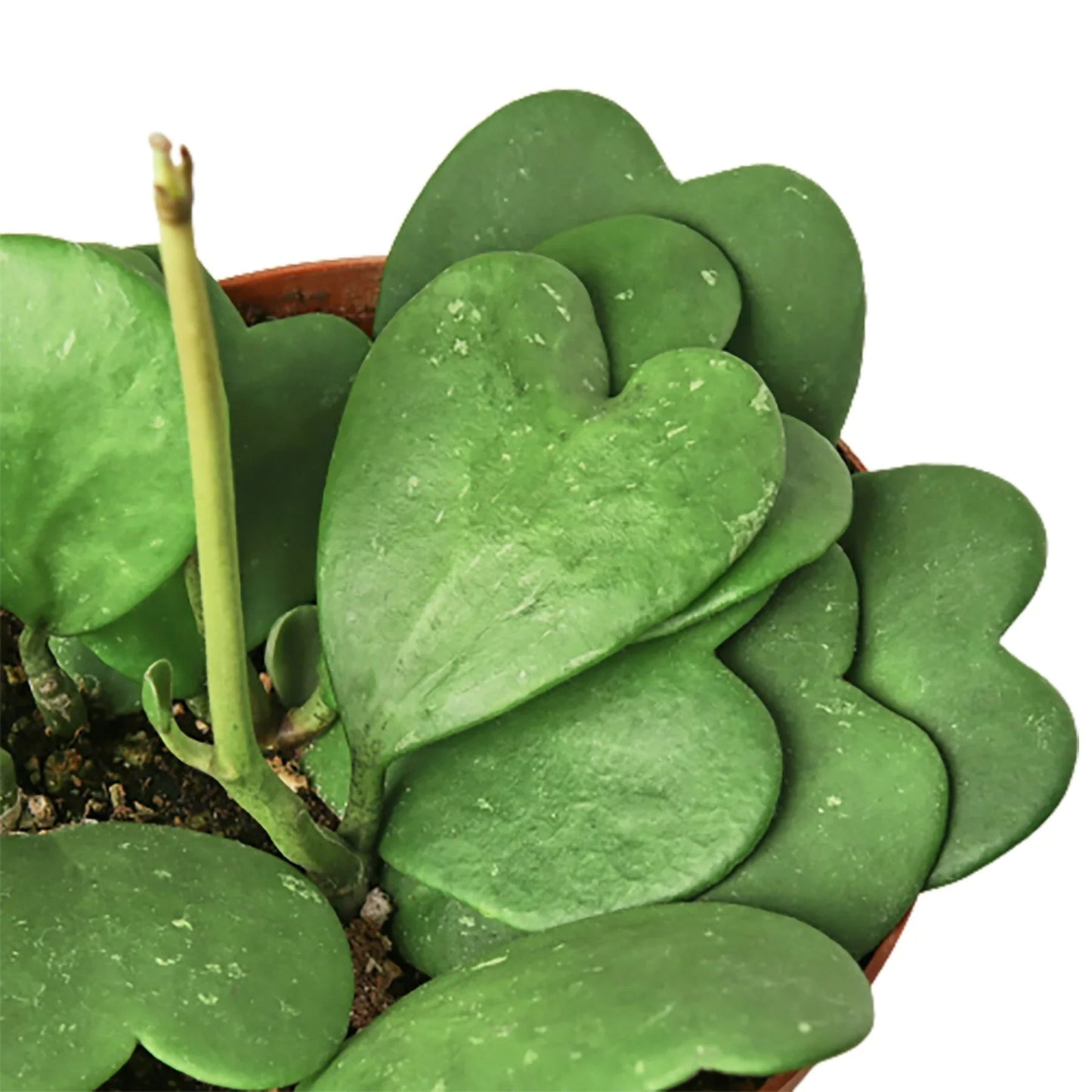Hoya Sweetheart (Lucky-heart) presented as an ideal novelty gift