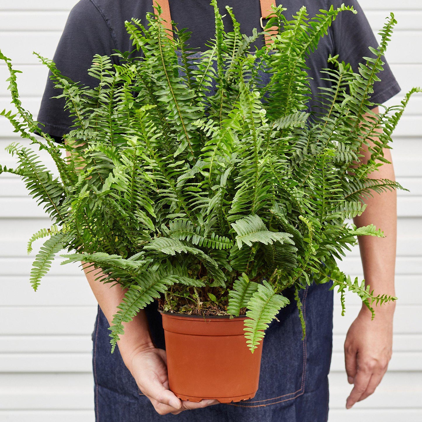 Detailed view of the sword-like shape and slightly ruffled texture of Jester's Crown Fern fronds