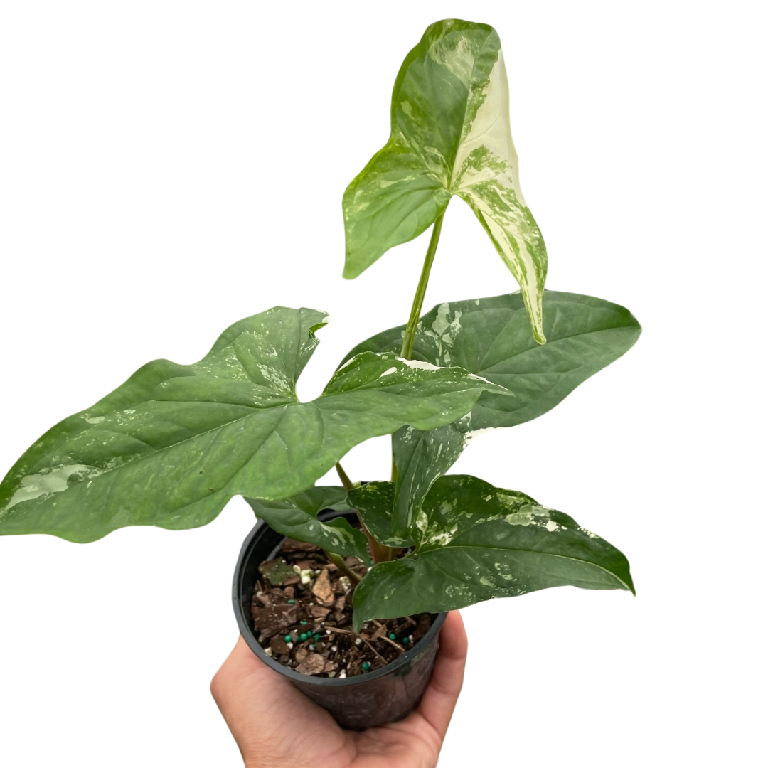 Syngonium 'Albo Variegata' plant with vibrant white and green arrowhead-shaped leaves