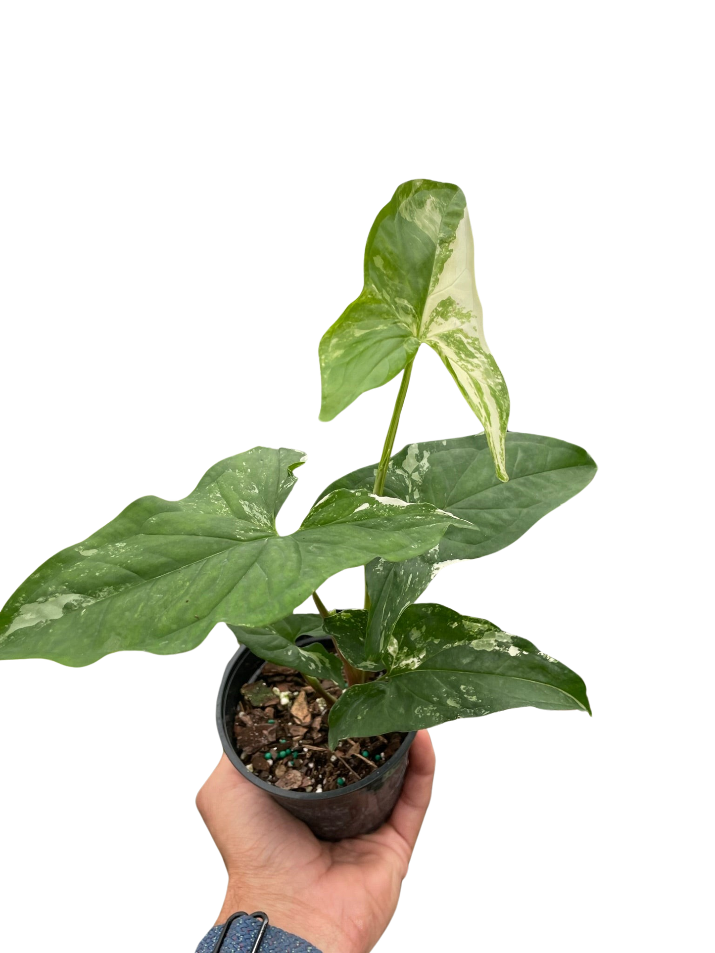 Syngonium 'Albo Variegata' trailing from a hanging pot, showcasing its vining habit