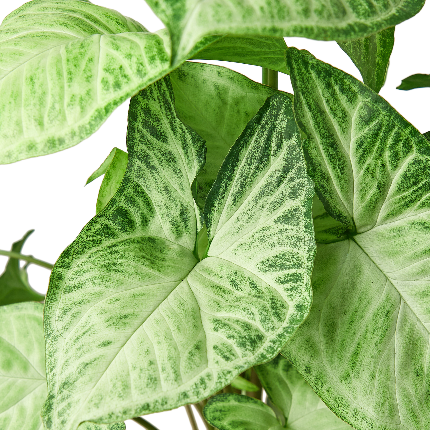 Syngonium 'White Butterfly' adding a touch of elegant greenery to indoor decor