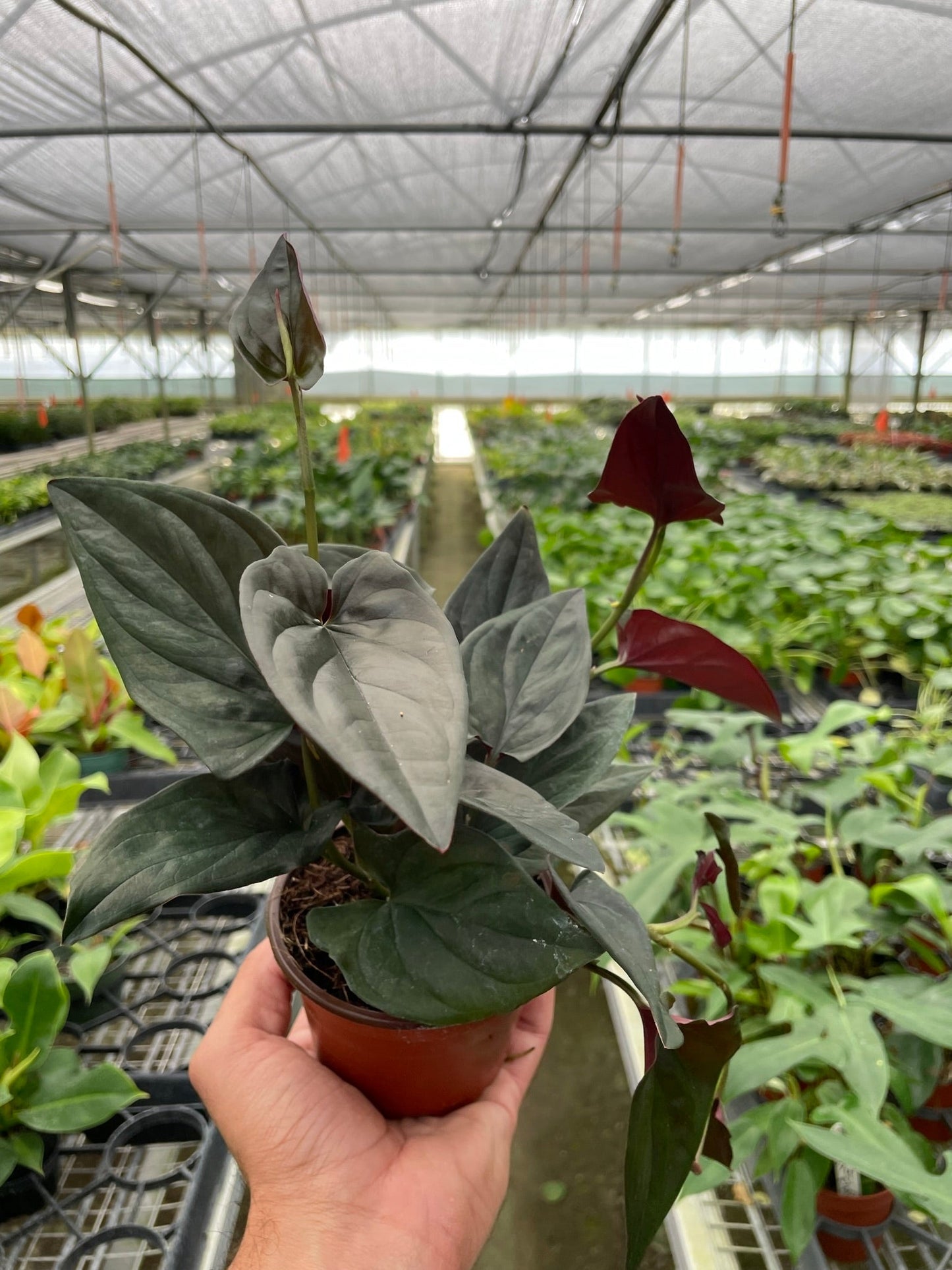 Close-up of the light green upper side and striking purple underside of a 'Red Arrow' leaf