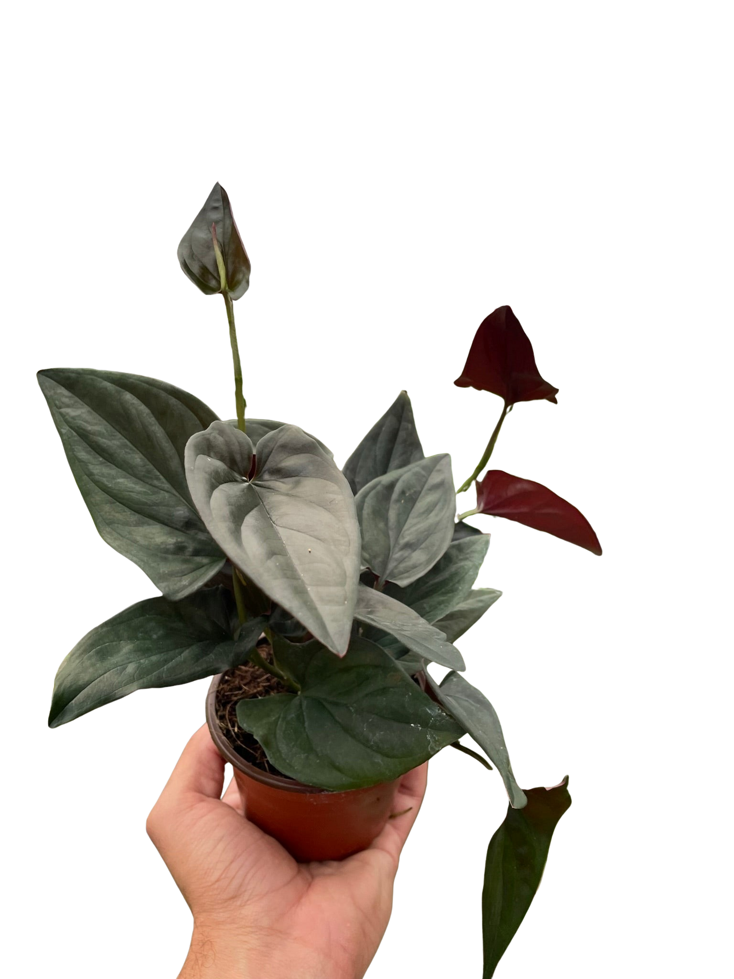 Syngonium 'Red Arrow' with mature leaves showing multiple lobes/leaflets