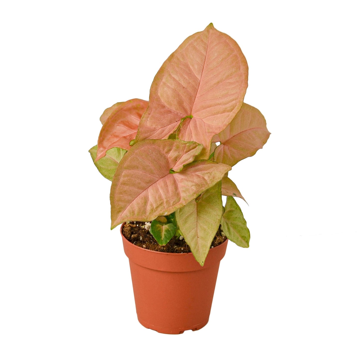 Syngonium 'Strawberry' plant with vibrant pinkish-red heart-shaped leaves and green undersides