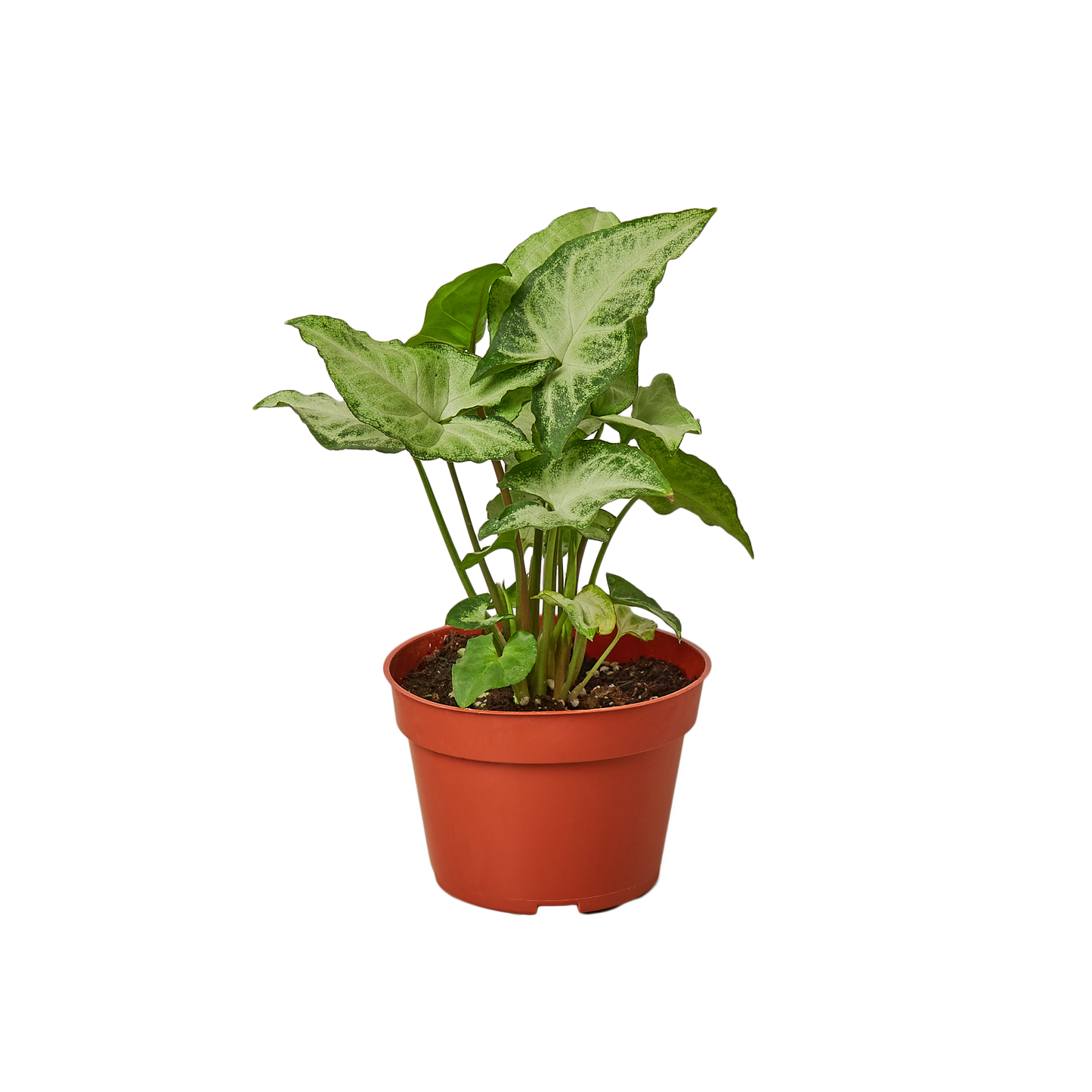 Syngonium 'White Butterfly' plant with light green to grey-white arrowhead-shaped leaves