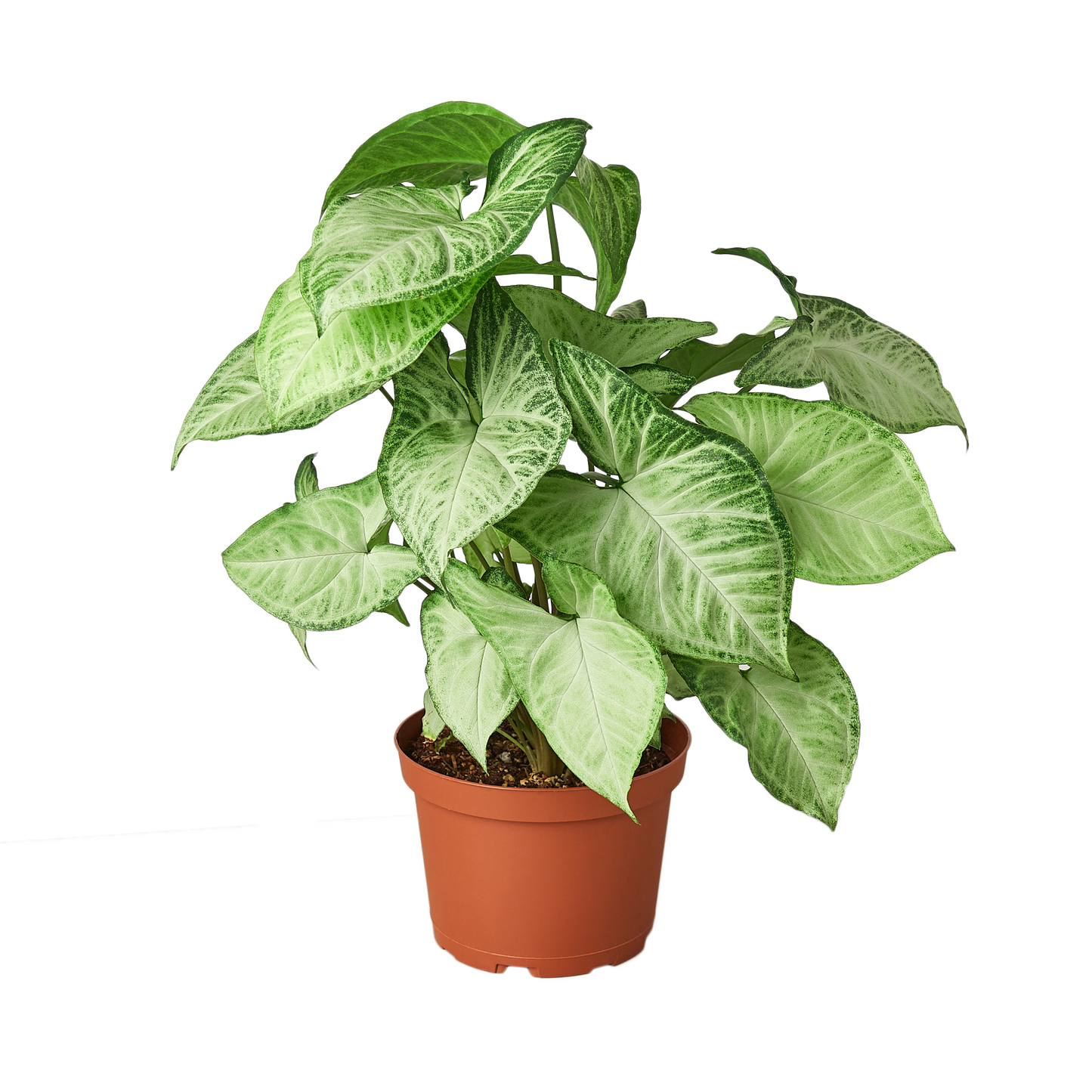 Freshly unfurled, pale green new leaf of a Syngonium 'White Butterfly'