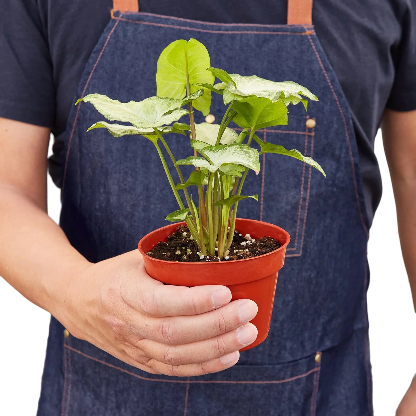 Syngonium 'White Butterfly' plant in a decorative pot, showcasing its bushy form