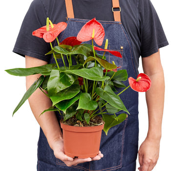 Full view of a healthy, bushy Anthurium 'Red' plant with multiple red blooms