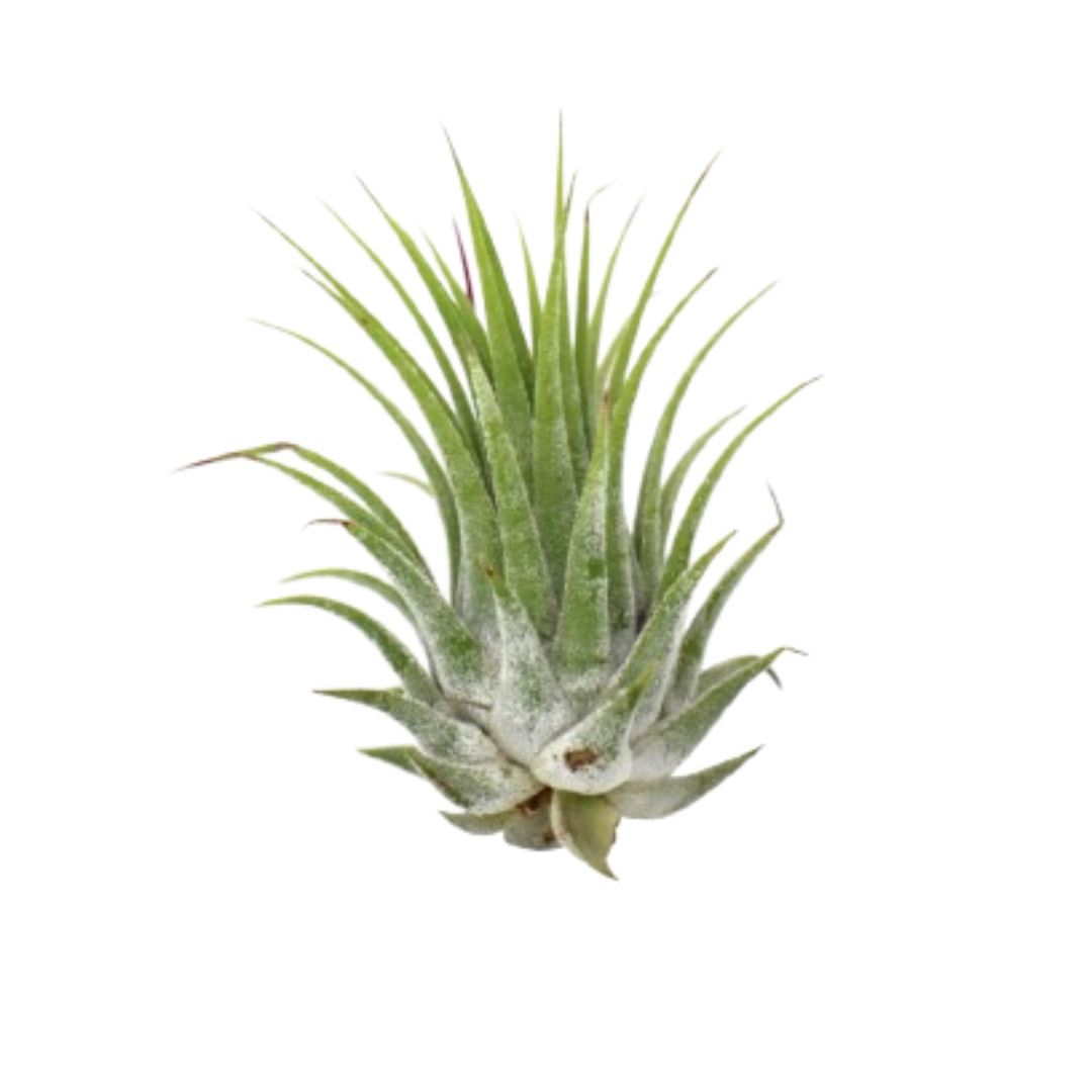 A group of five vibrant green Tillandsia Ionantha Air Plants, some with red blushing tips