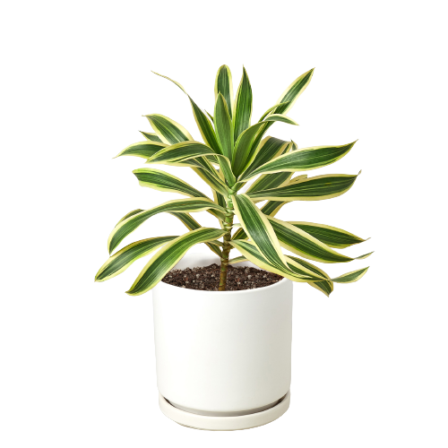 Dracaena 'Song of India' displayed in a way that suggests keeping it away from pets