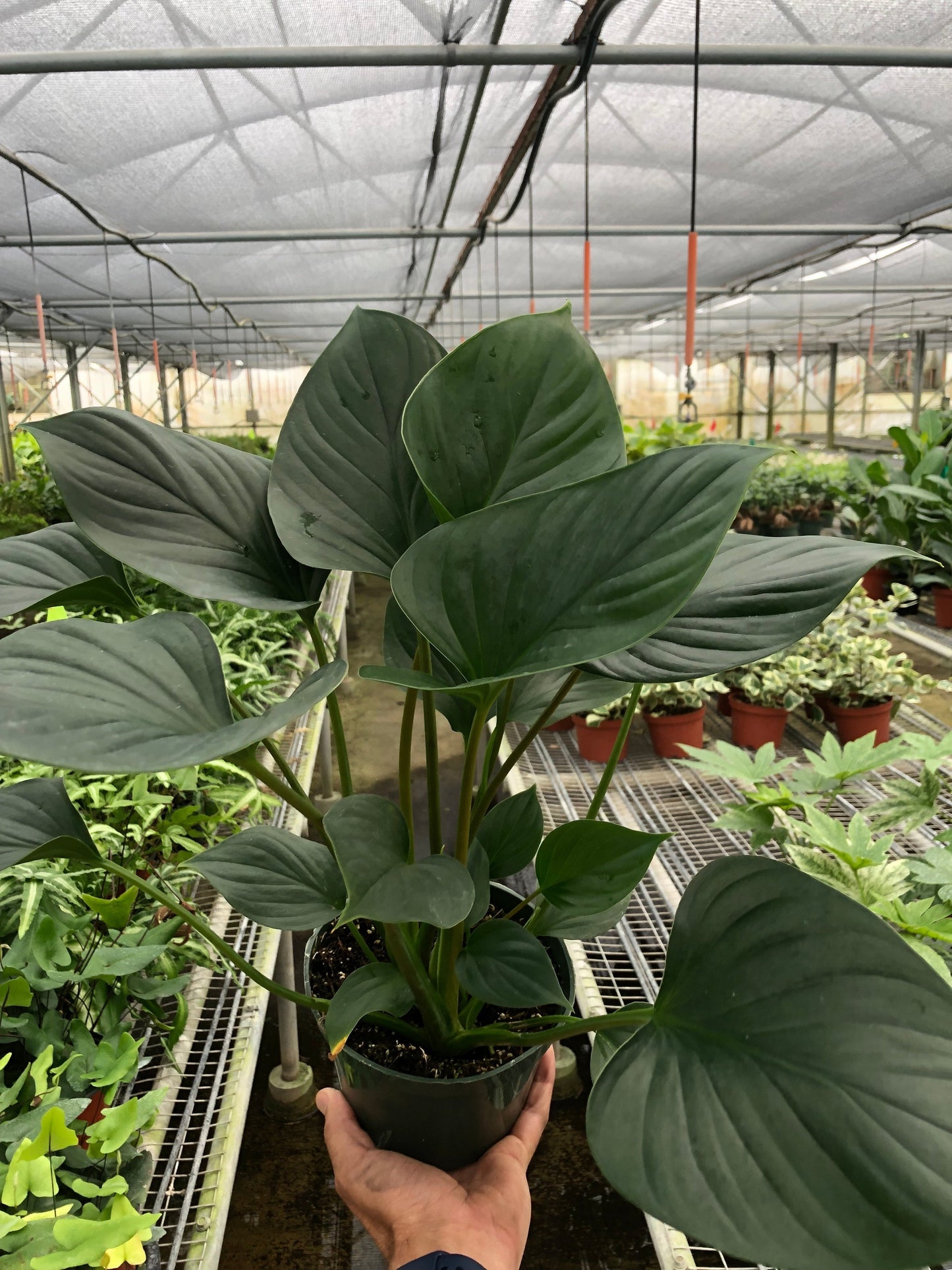 Homalomena 'Emerald Gem' plant displayed with a warning to keep away from pets and children