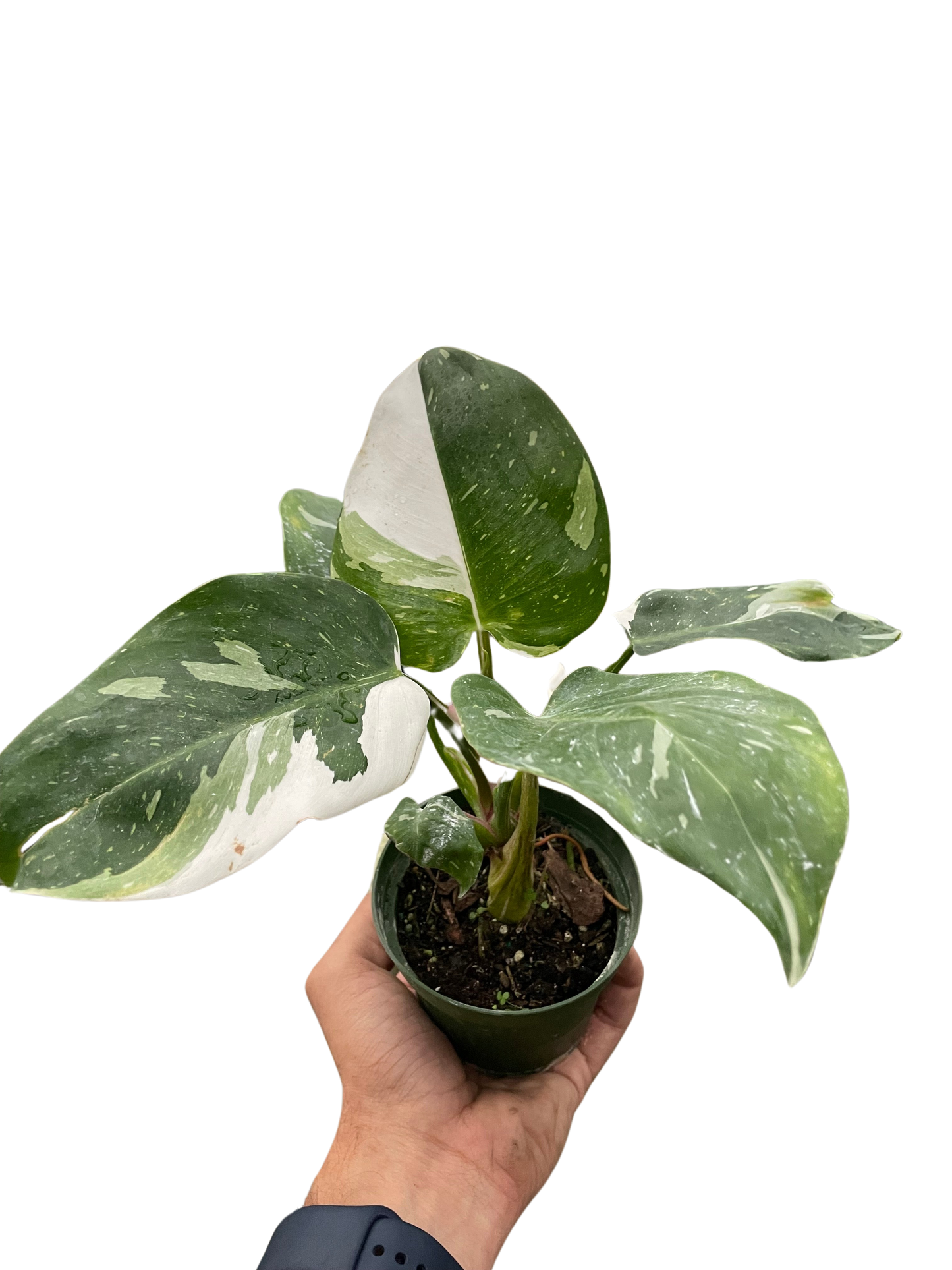 Philodendron 'White Princess' plant displayed with a warning to keep away from pets and children