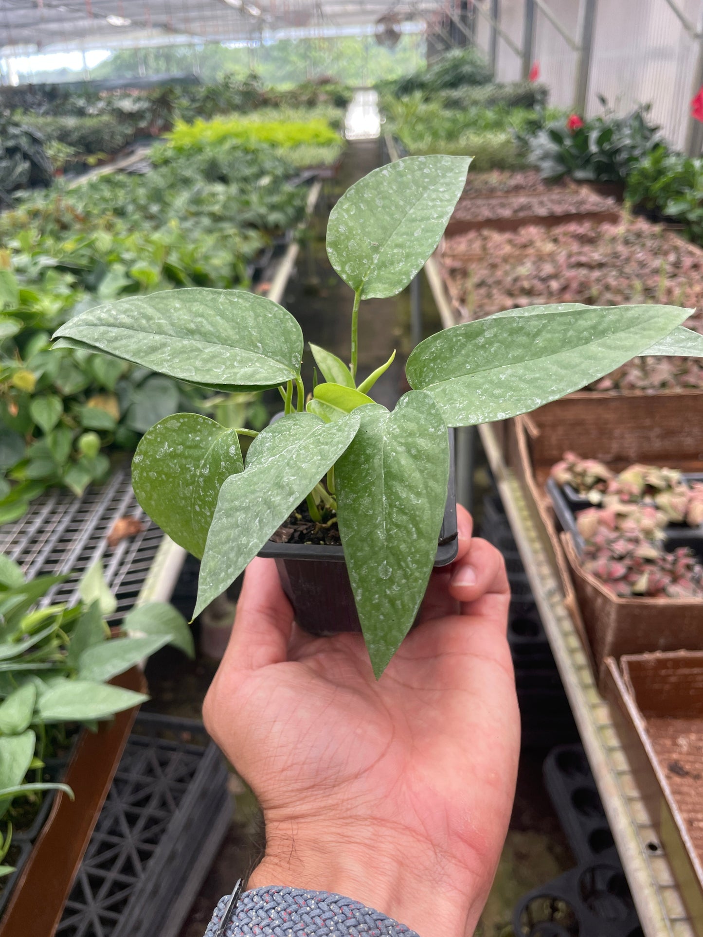 Pothos 'Cebu Blue' plant displayed with a warning to keep away from pets and children