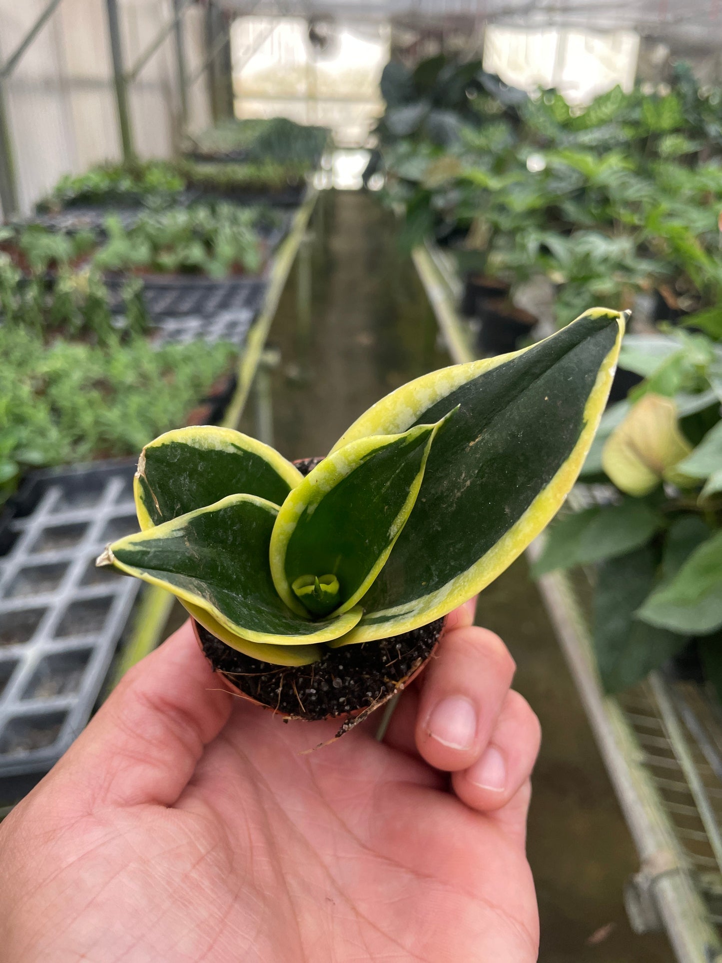 Snake Plant 'Black Gold' displayed with a warning to keep away from pets