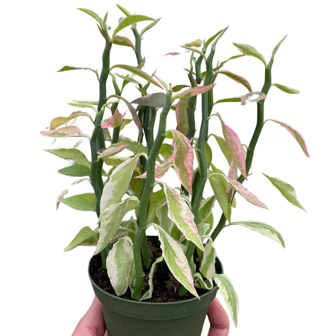 Variegated Devil's Backbone Euphorbia with its distinctive zig-zag stems and variegated leaves