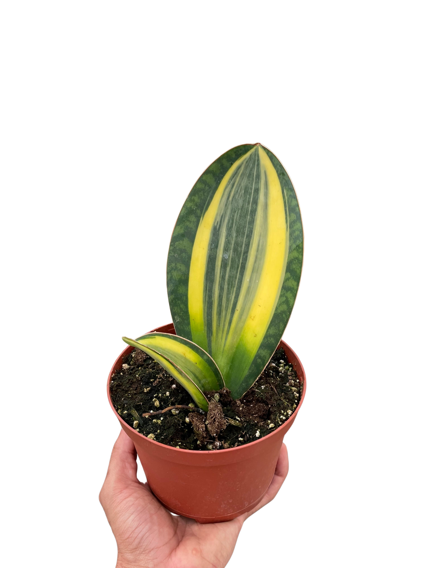 Full view of a tall, upright Variegated Whale Fin Snake Plant in a pot