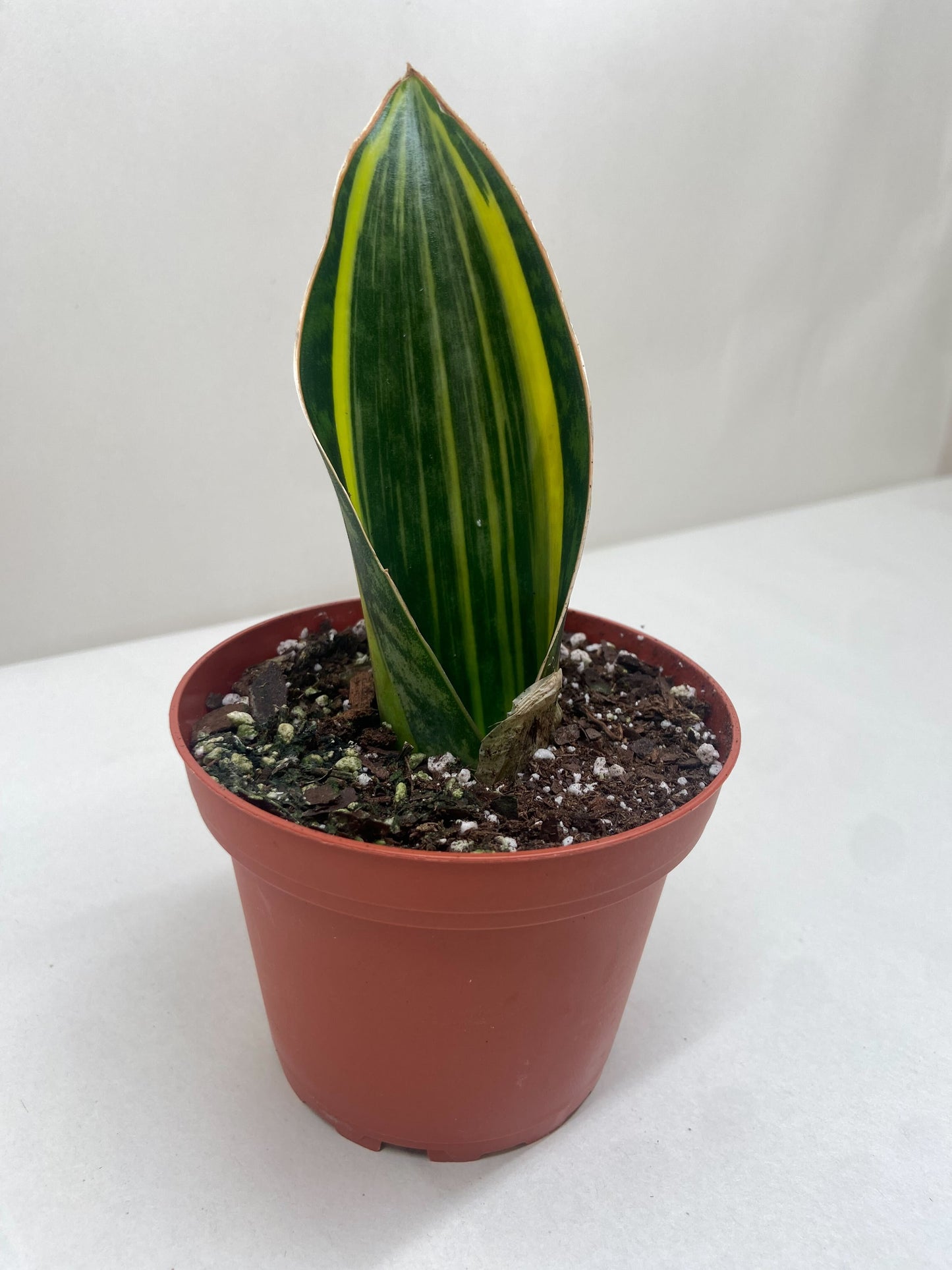 Variegated Shark Fin Snake Plant as a modern interior decor statement piece