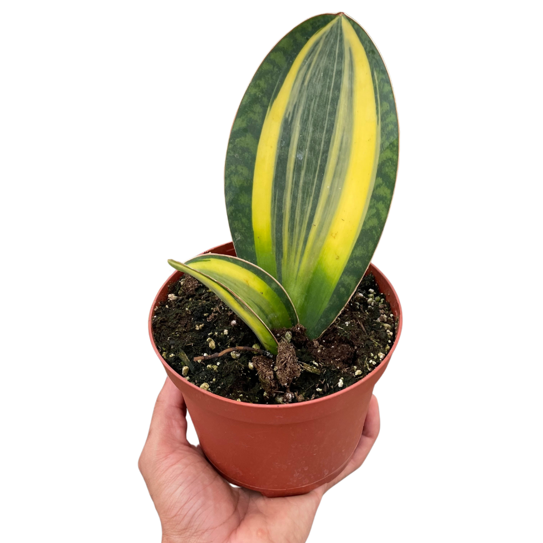 Variegated Shark Fin Snake Plant with large green and yellow paddle-like leaves