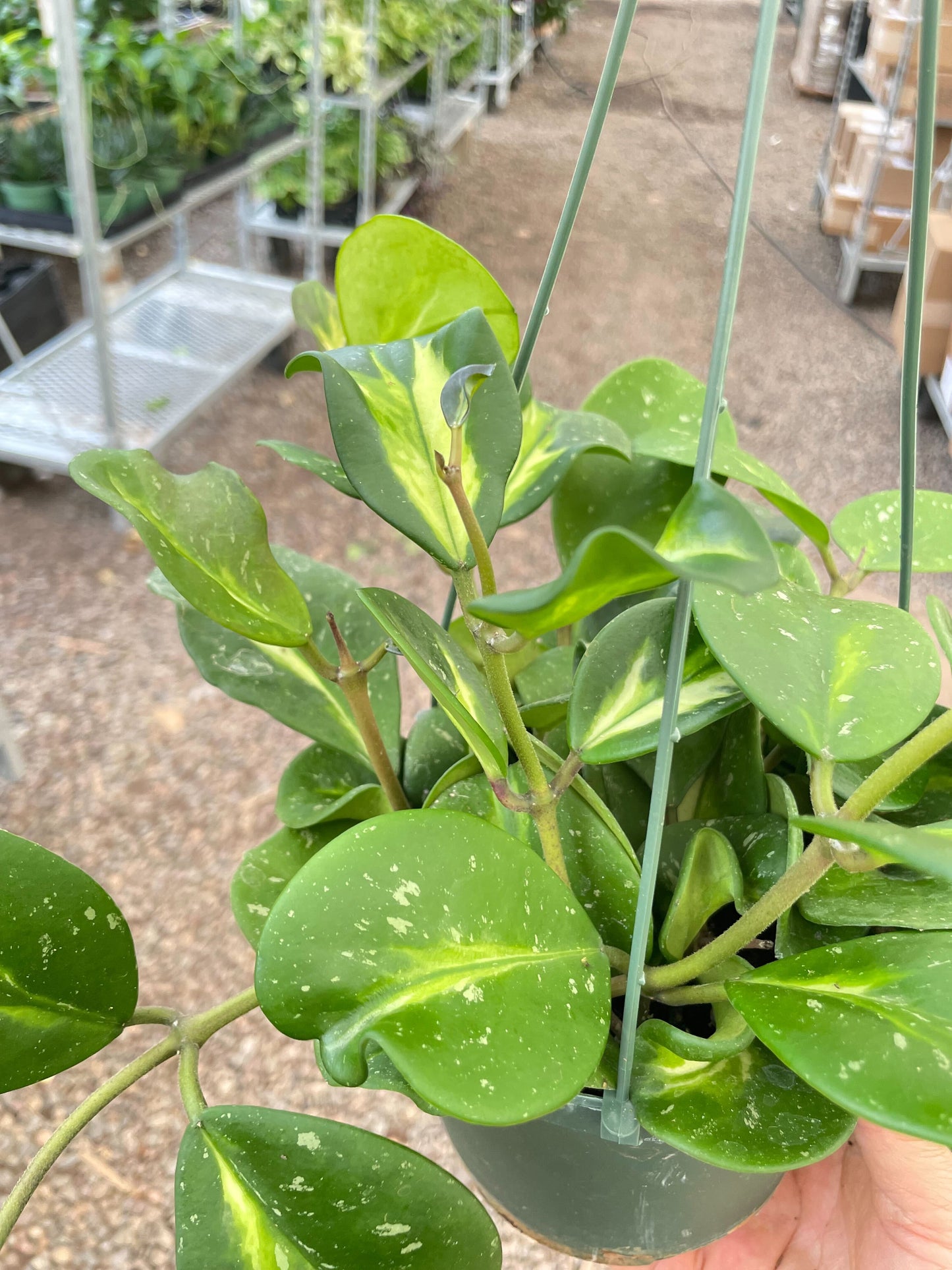 Detail of the waxy foliage of the Hoya Obovata Reverse, illustrating its Wax Plant characteristic