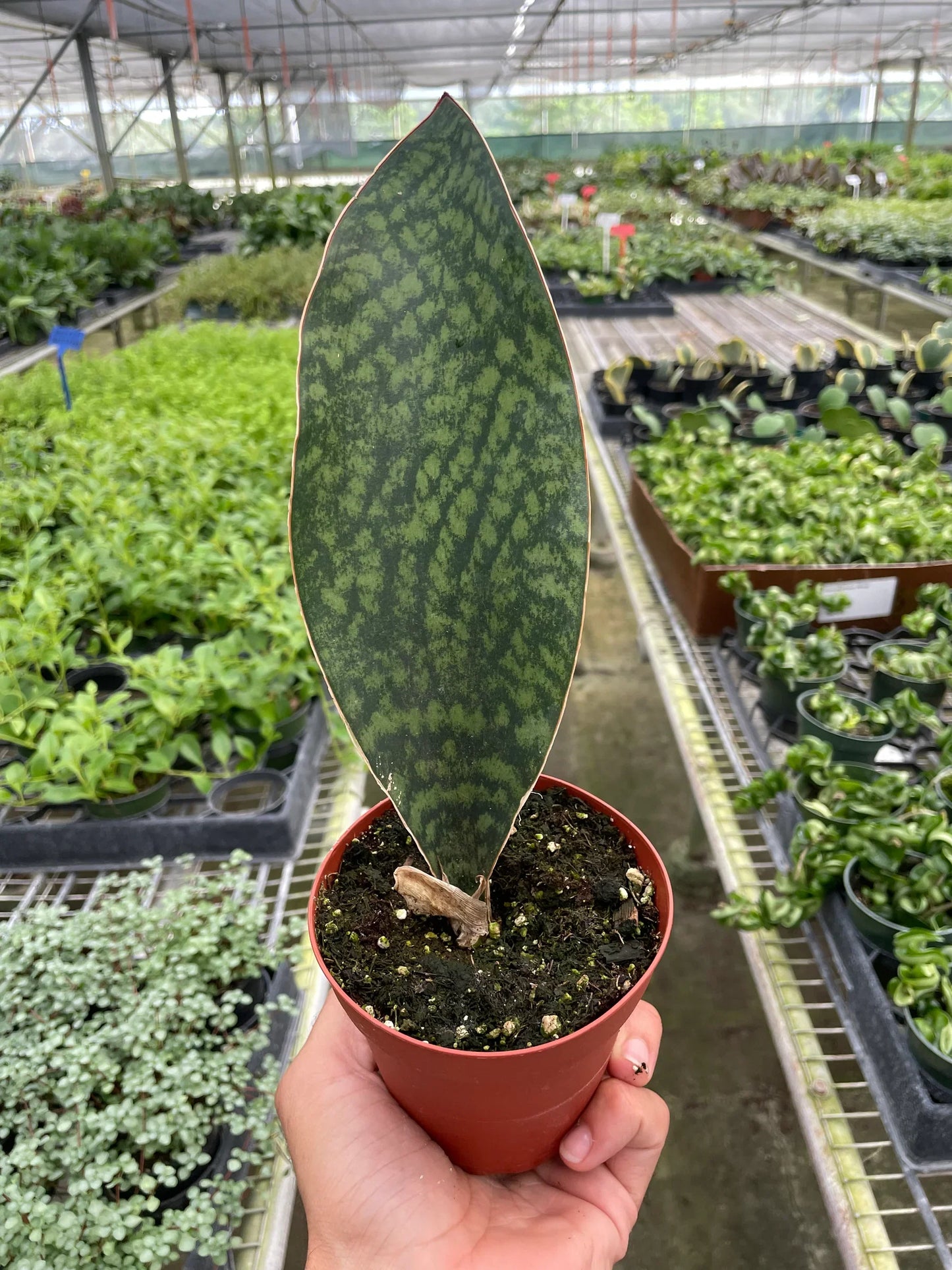 Shark Fin Snake Plant showcasing its large leaf size in a living room setting