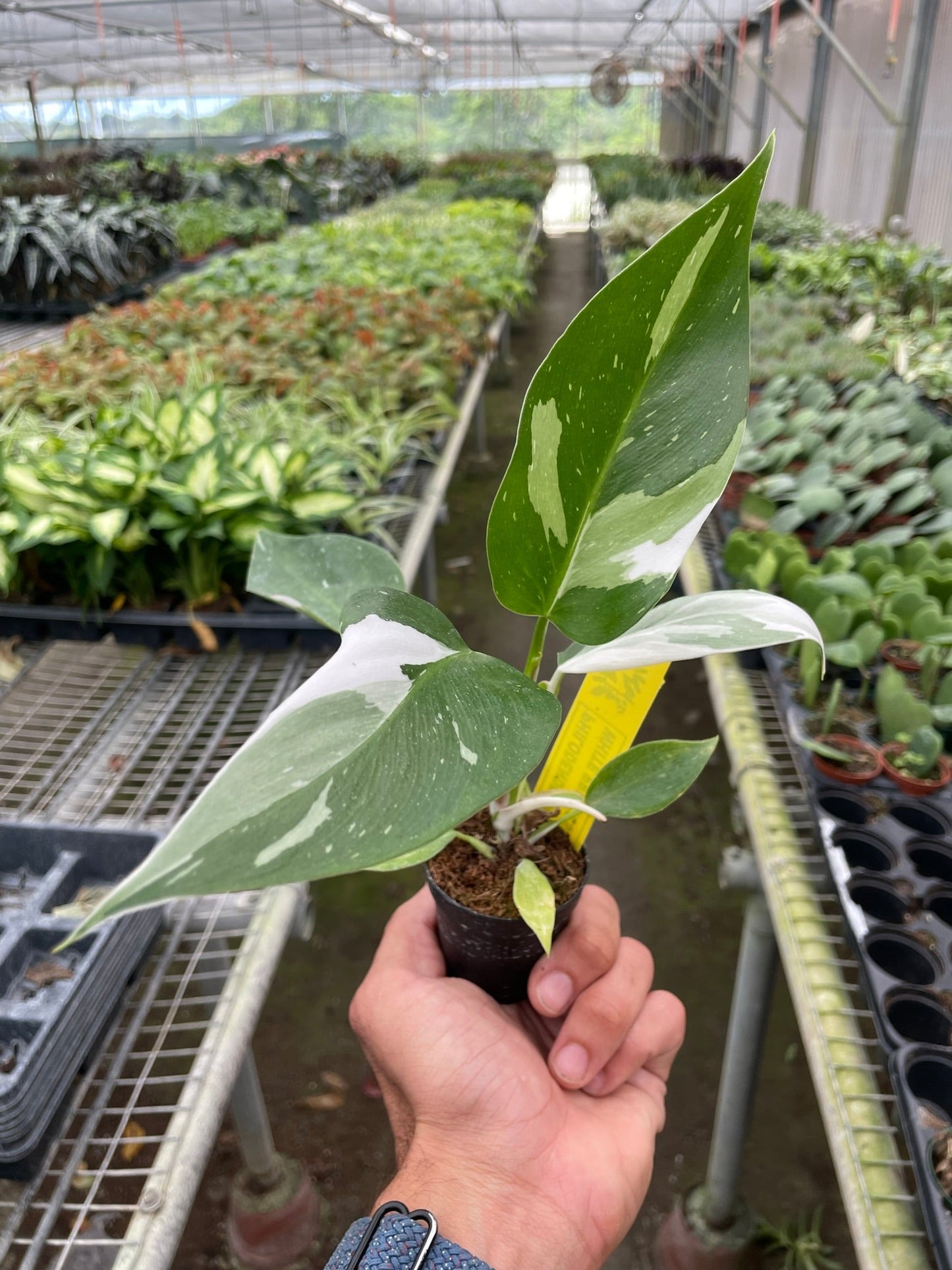 Detailed view of the generous white splashes on the green leaves of the White Princess Philodendron