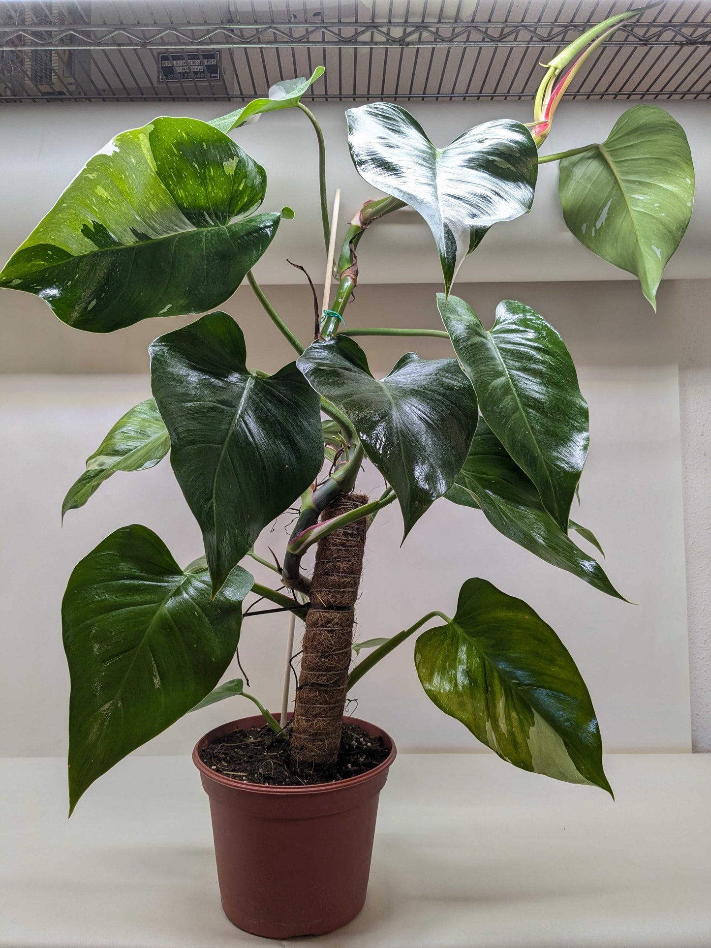 Various leaves of a Philodendron 'White Princess' showing different patterns of white variegation