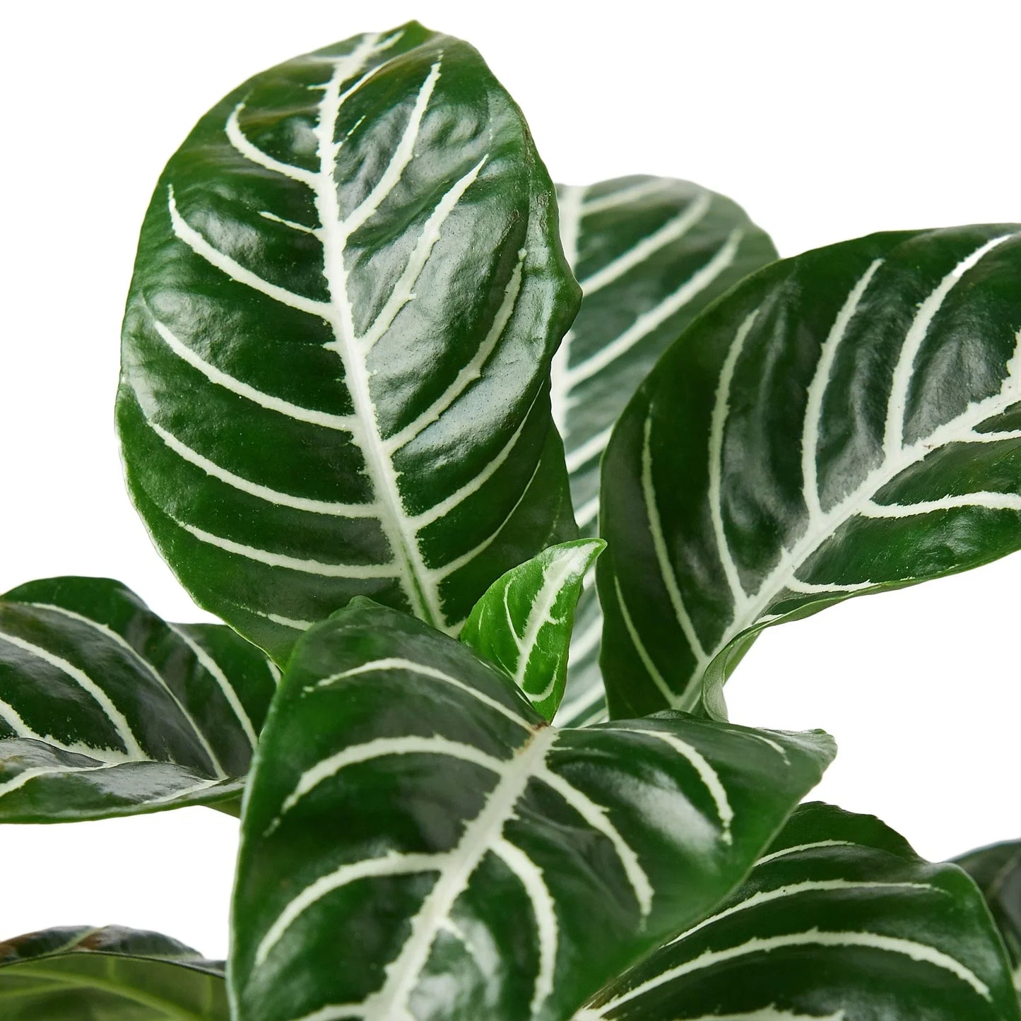 Close-up of the striped leaves of a Zebra House Plant, showing the contrasting veins