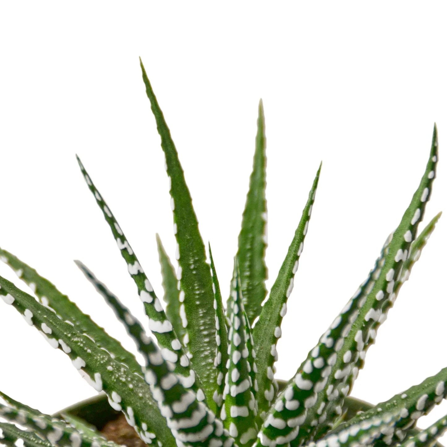 Close-up of the distinct white horizontal stripes on the leaves of a Zebra Haworthia