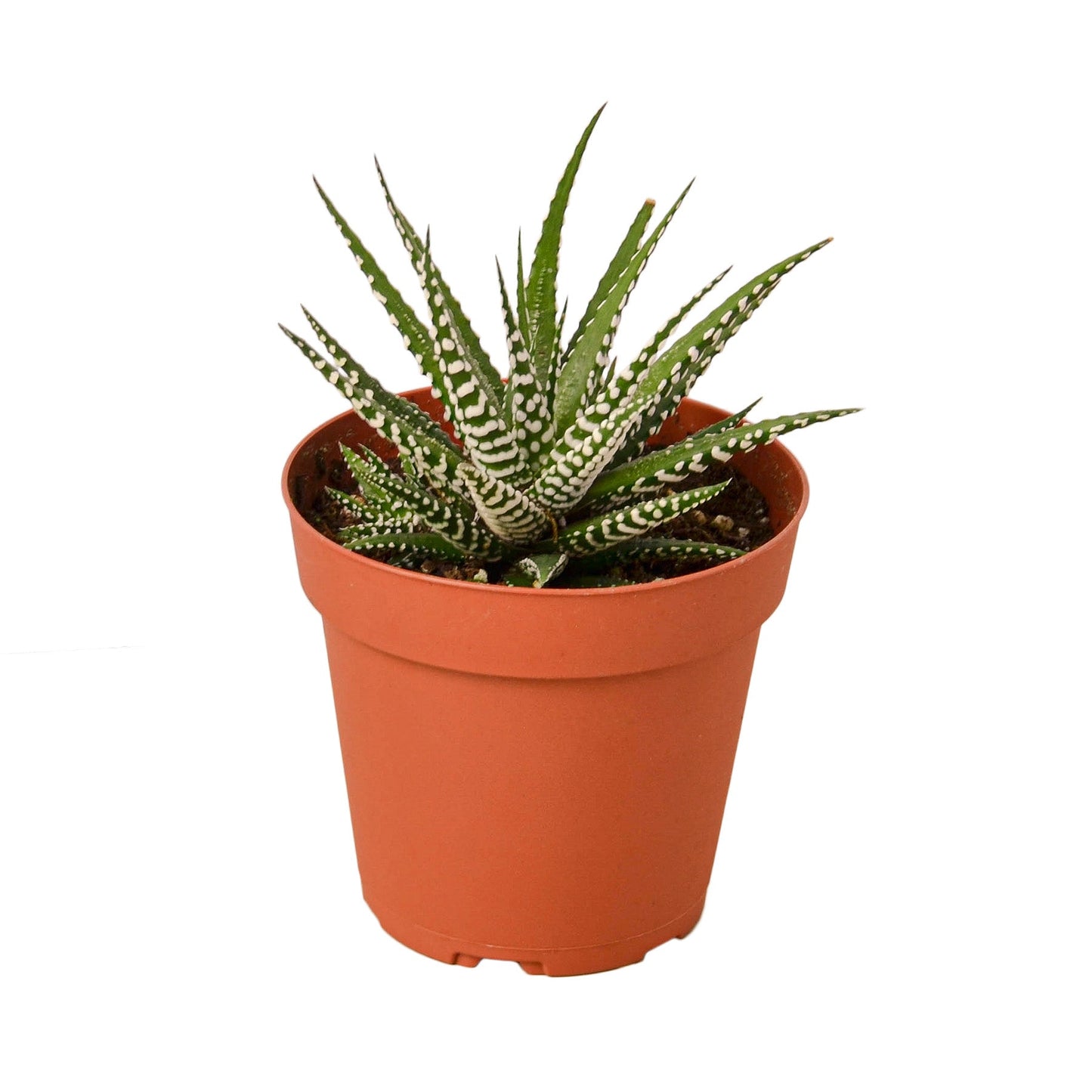 Zebra Succulent (Haworthiopsis attenuata) with dark green leaves and white stripes in a terracotta pot