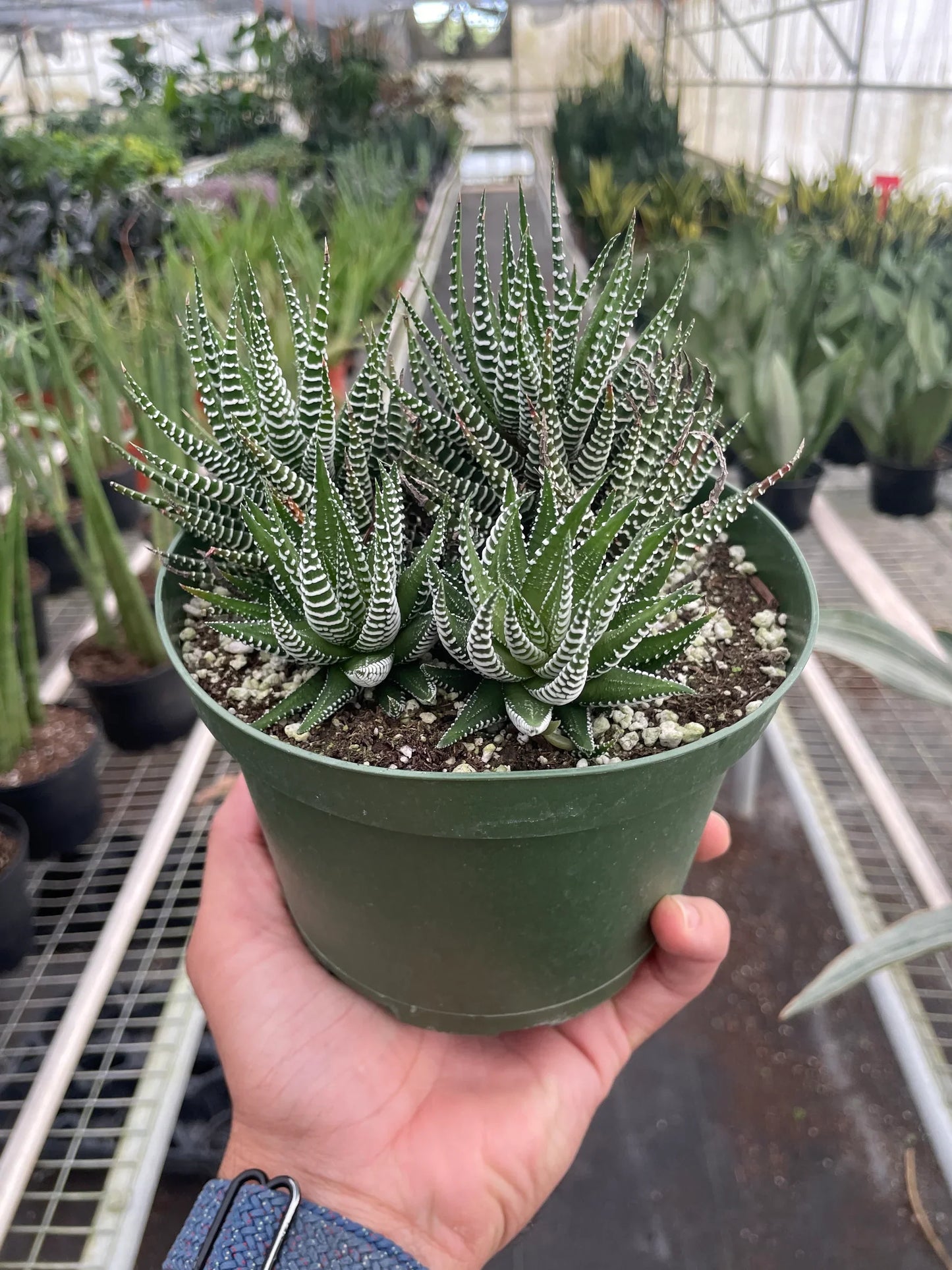 Top-down view of the compact rosette growth of the Zebra Succulent