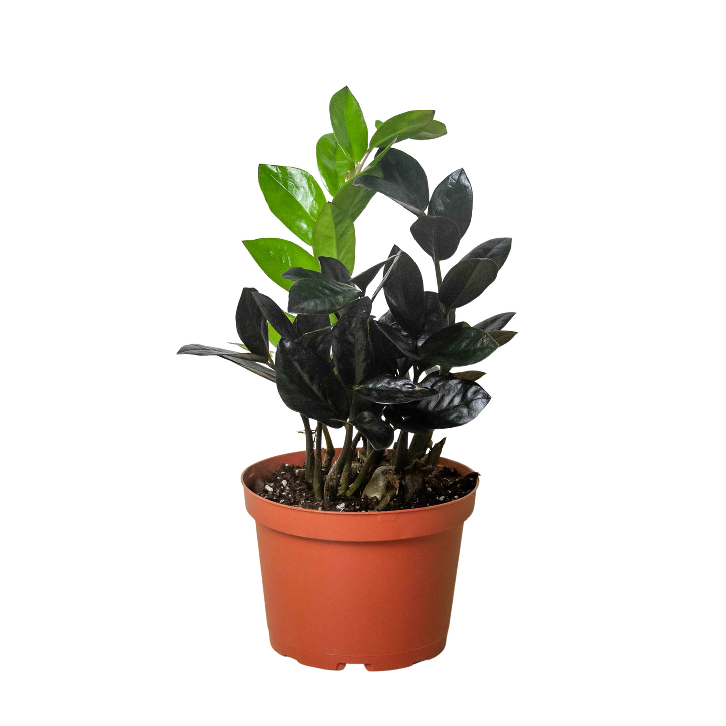 ZZ Zamioculcas 'Black Queen' plant with its distinctive dark, glossy foliage