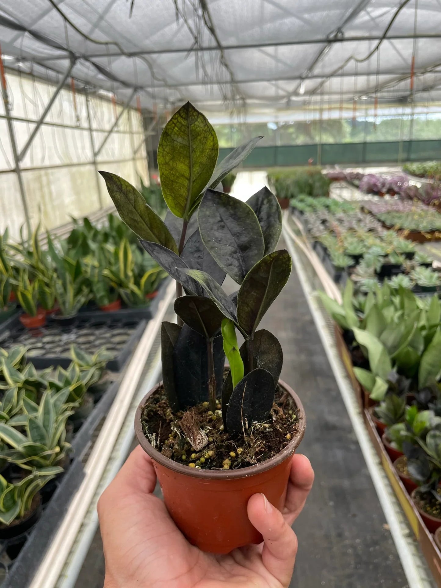 Close-up of the deep black leaves of the Zamioculcas 'Black Queen'