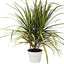 Dracaena Marginata 'Sunshine'