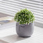 Head Design Planter Pot with Drainage Hole, Elegant Cement Face Planter for Flower (Grey)