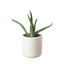 Aloe Vera | Healing Succulent for Easy Indoor Care