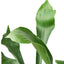 Staghorn Fern | Sculptural, Low Light Wall Mount