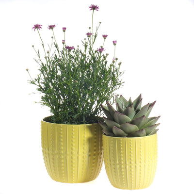 Vibrant Lemon Yellow Ceramic Plant Pots - Set of 2 (6.5" & 5.5") with Drainage Holes for Indoor Plants