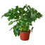 Philodendron ‘Little Hope'