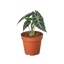 Alocasia Amazonica 'Bambino'