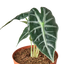 Alocasia Amazonica 'Bambino'