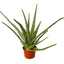 Aloe Vera | Healing Succulent for Easy Indoor Care