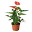 Anthurium ‘Pink’ | Glossy Blooming Tropical Plant