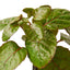 Aralia Fabian Stump 'Polyscias Scutellaria'