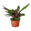 Calathea ‘Rattlesnake’ | Pet-Friendly, Low Light